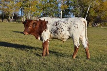 2224 BEDAZZLED STEER